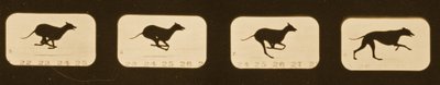 Image Sequence of Running Greyhounds, 